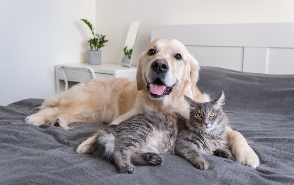 Lievito amico® - Ermet Petfood - Alimenti complementari per animali