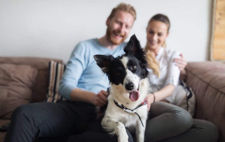 Perché scegliere gli alimenti complementari ERMET® - Ermet Petfood - Alimenti complementari per animali